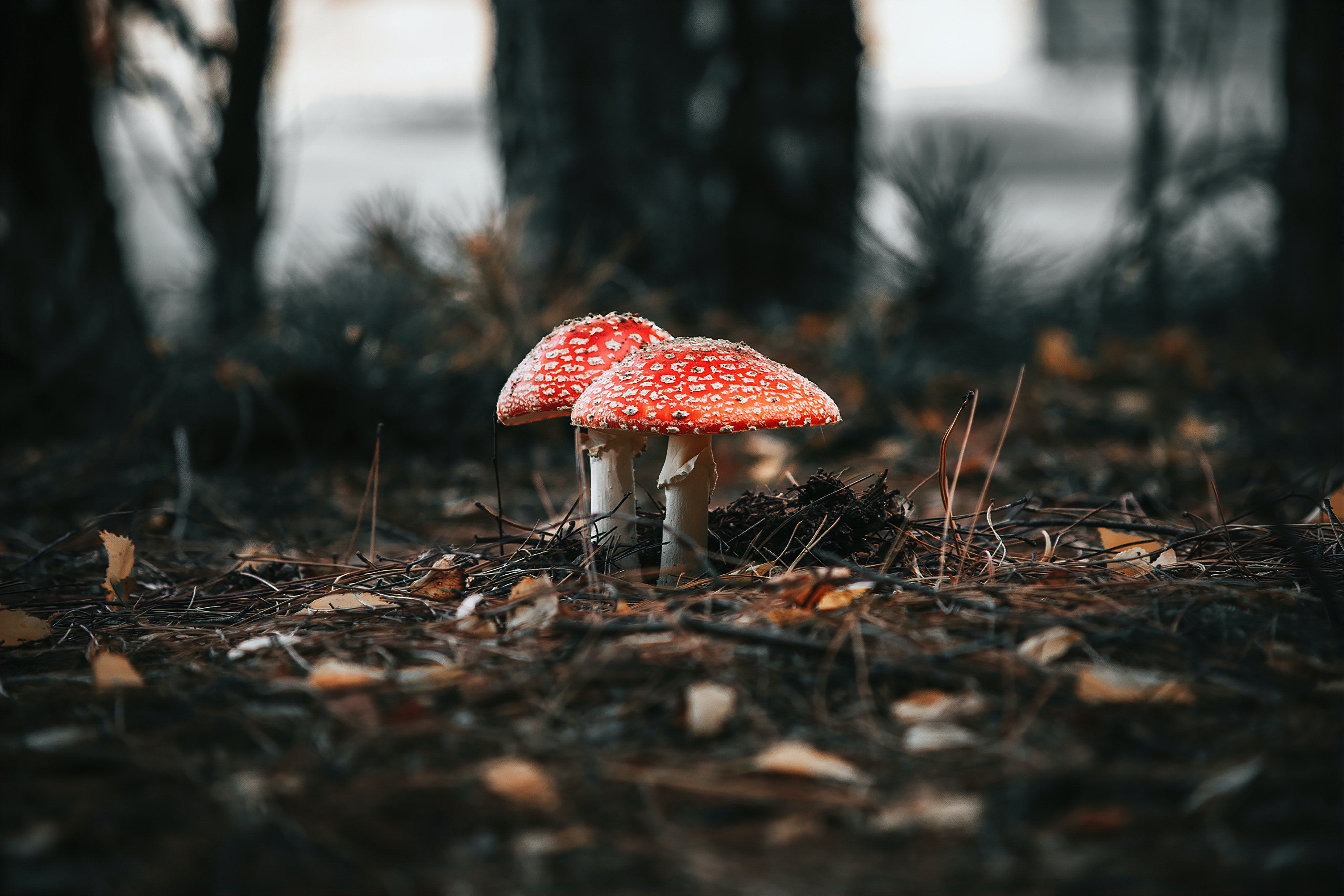 Will Mushroom Gummies Make You Trip?