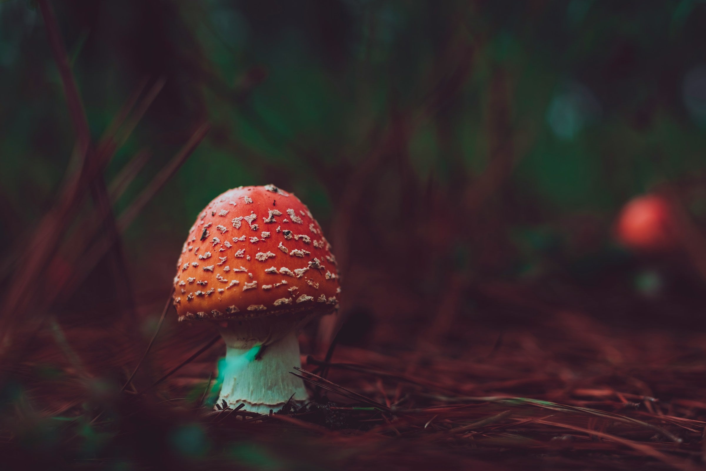 amanita muscaria and other nootropics available at cannabis supply company