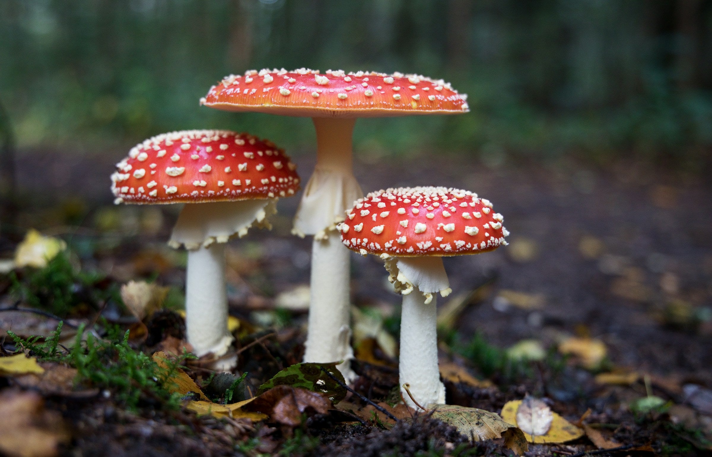 Shop nootropic amanita mushrooms and other nootropics at csc distro